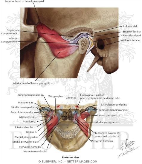 Overview and Topographical Anatomy of the Temporomandibular Joint