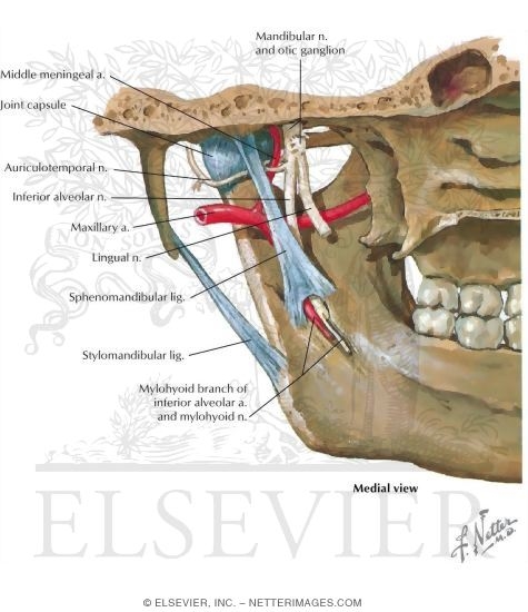 Sensory Innervation of the Temporomandibular Joint