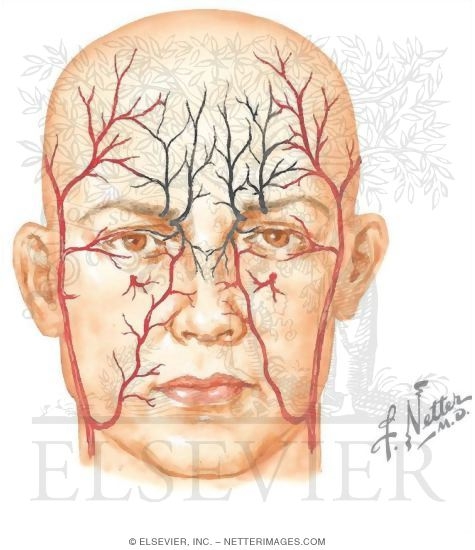 Vascular Supply of the Nose