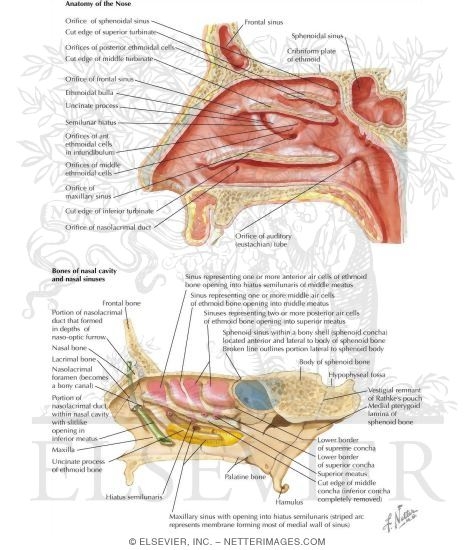 Drainage of the Paranasal Sinuses and Associated Structures
