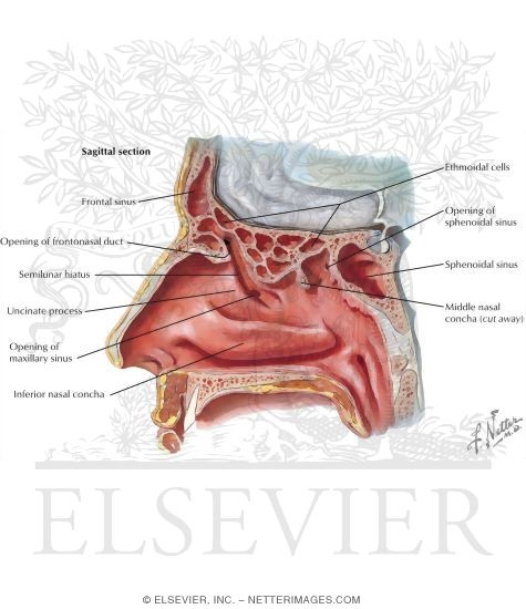 Ethmoid Sinus