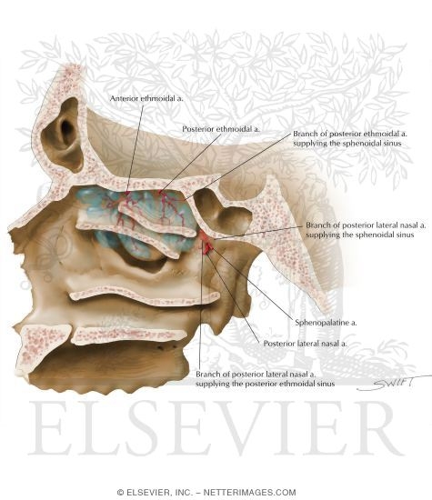Ethmoid Sinus: Arterial Supply