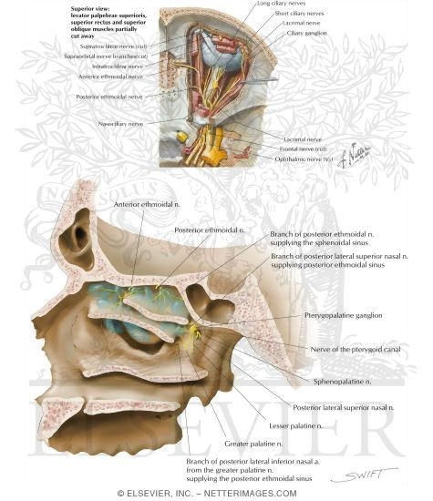 Ethmoid Sinus: Nerve Supply