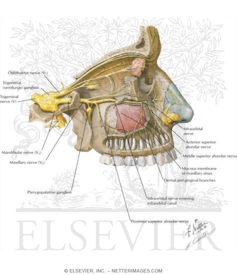 Maxillary Sinus: Nerve Supply
