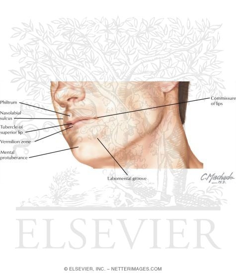 External Features of the Oral Cavity