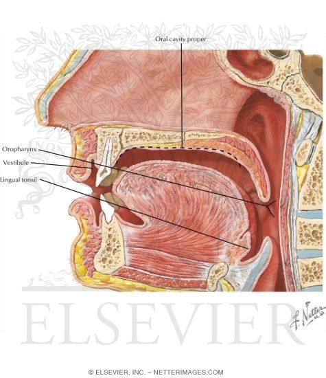 External Anatomy of the Oral Cavity