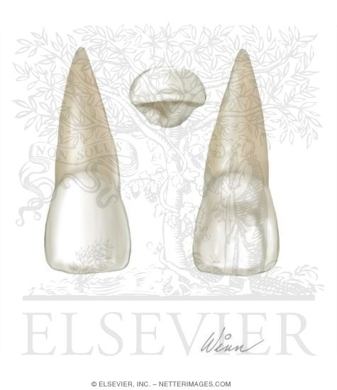 central incisor tooth