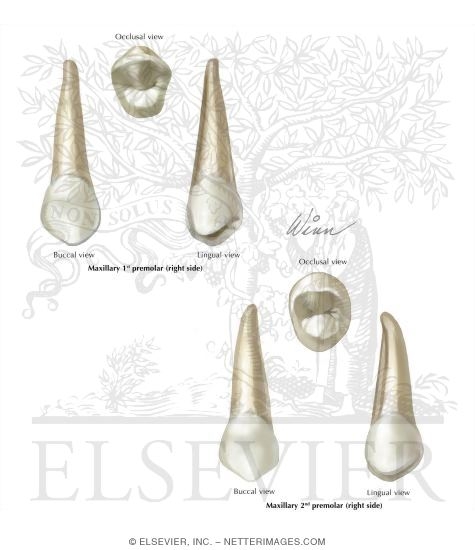 premolar teeth