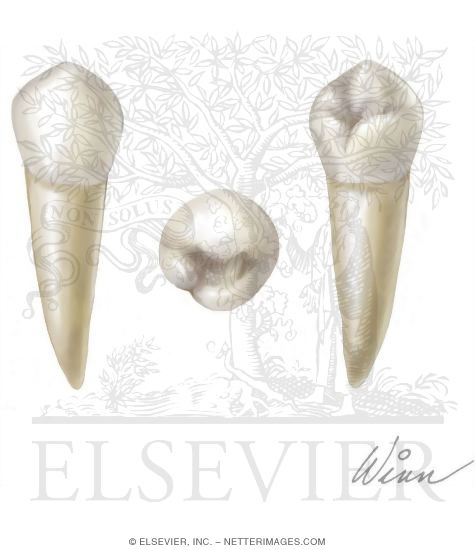 Premolar Tooth