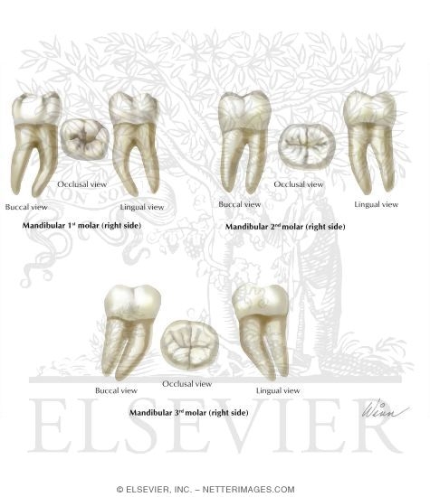 Mandibular Molars (Right Side)