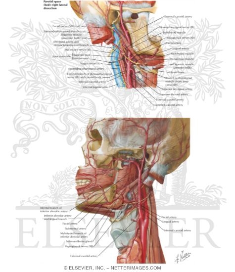 Vascular Supply of the Tongue: Arterial Supply