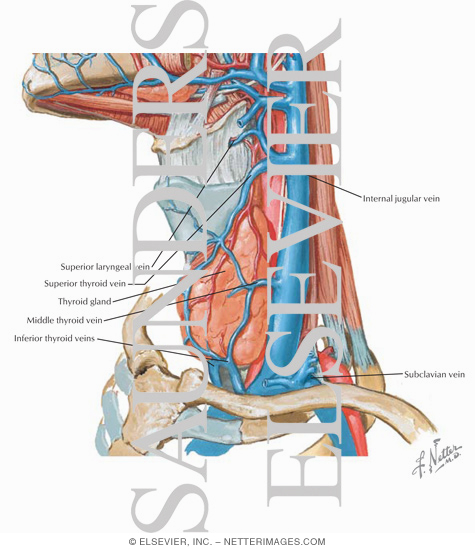 Venous Drainage of the Larynx