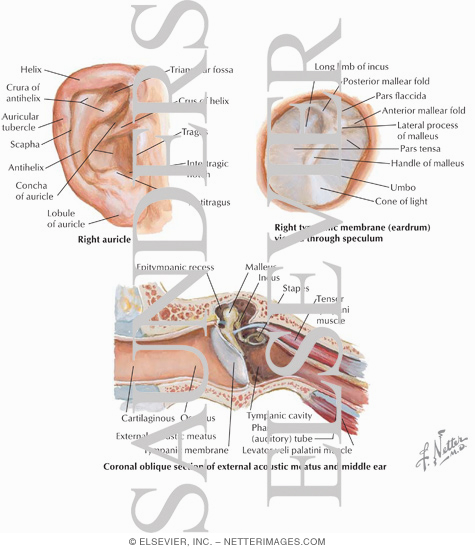 Structures of the External Ear