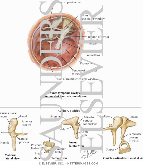 Boundaries of the Middle Ear
