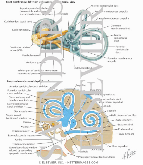 Structures of the Inner Ear