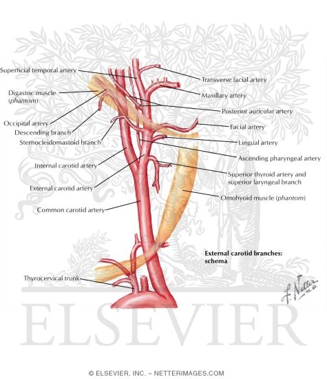 Arterial Supply of the Inner Ear