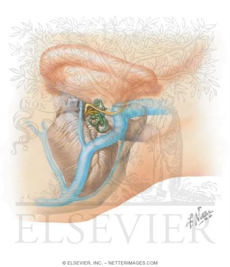 Inner ear fluid adults treatment