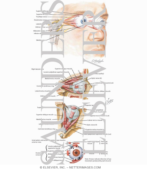 Contents of the Orbit: Muscles