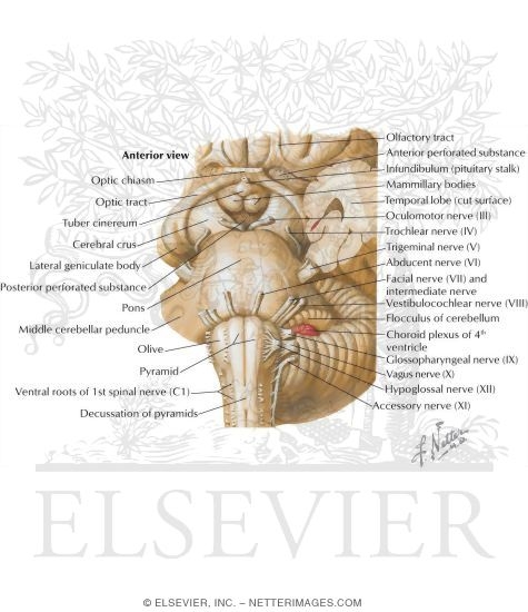 Brainstem