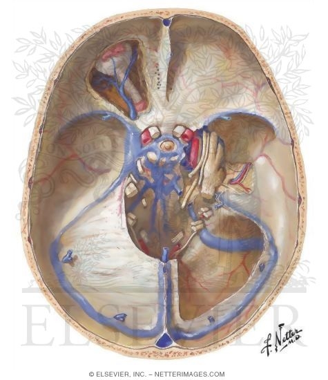sinuses in head. Pain in sinusesrunny noseacheschills. sinuses of the head causes fatigue: feel hot nauseous and eyes sinuses