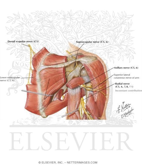Nerves of the Shoulder