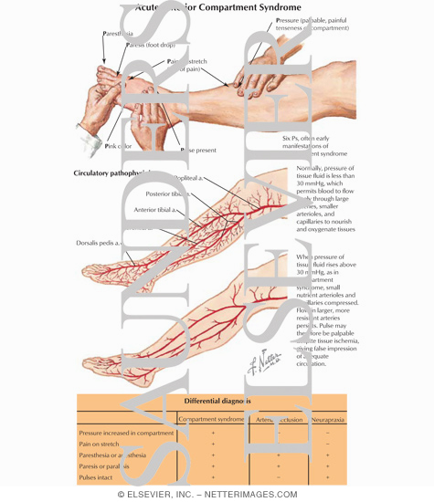 Anterior Compartment