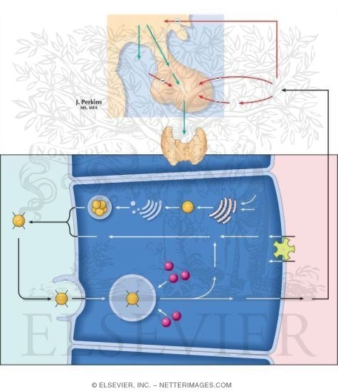 Thyroid Gland Function