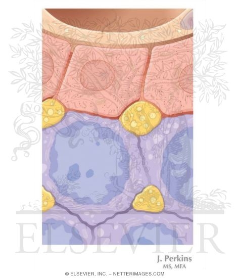Lymphoid Tissue (Spleen)