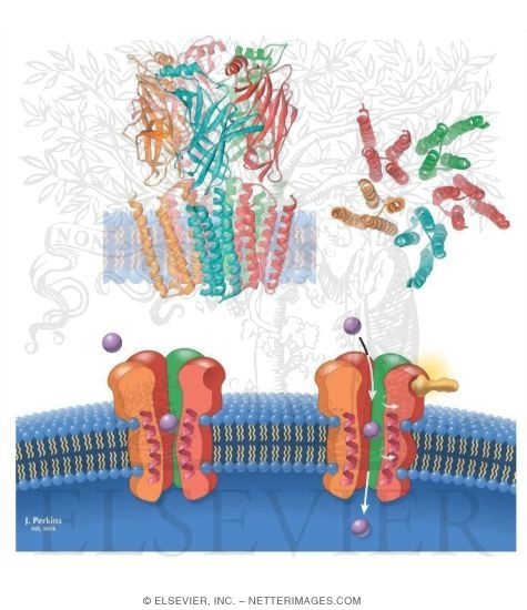 Nicotinic Acetylcholine Receptor