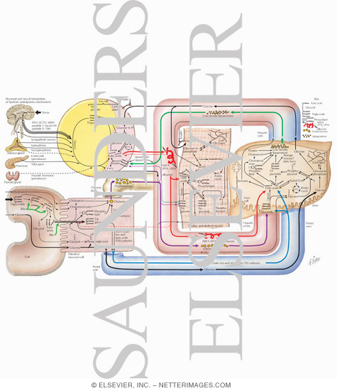 Triglyceride Metabolism