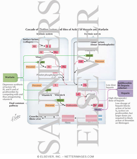 Cascade of Clotting Factors and Sites of Action of Heparin and Warfarin