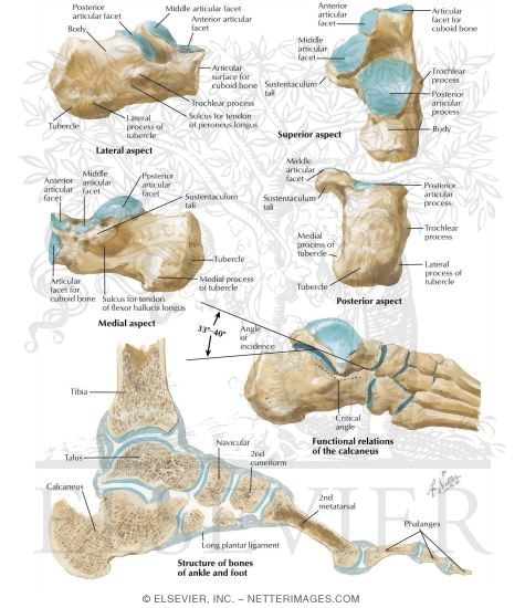 Anatomy of the Calcaneus
Calcaneus 