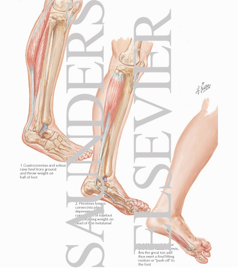 Muscle Action In Walking