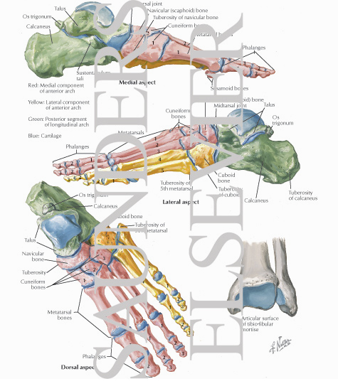 bones of foot. Bones of Ankle and Foot