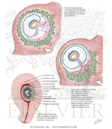 Development of Placenta and Fetal Membranes