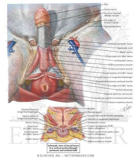 Perineal Fasciae