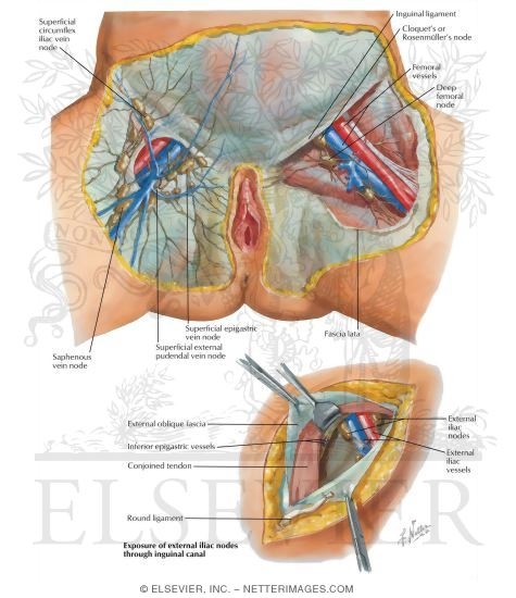 Lymphatic Drainage III - External Genitalia