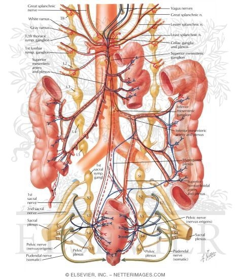 Innervation of the Intestine