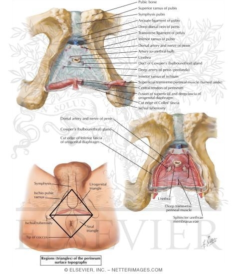 Urogenital Diaphragm
Perineal Spaces