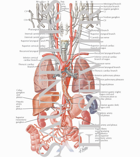 Vagus Nerve