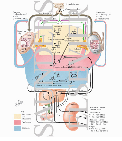 estrogen biosynthesis
