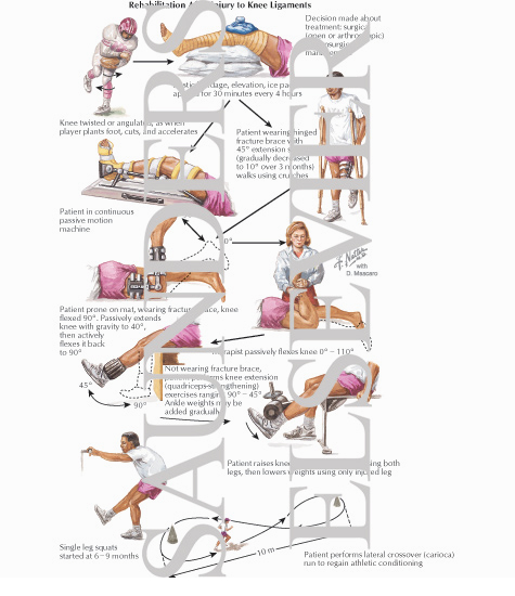 Ligaments In Knee Ligaments In Knee