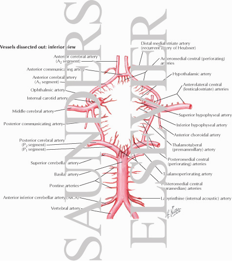 Critical Perforating Branches of Circle of Willis
Cerebral Arterial Circle (Willis)