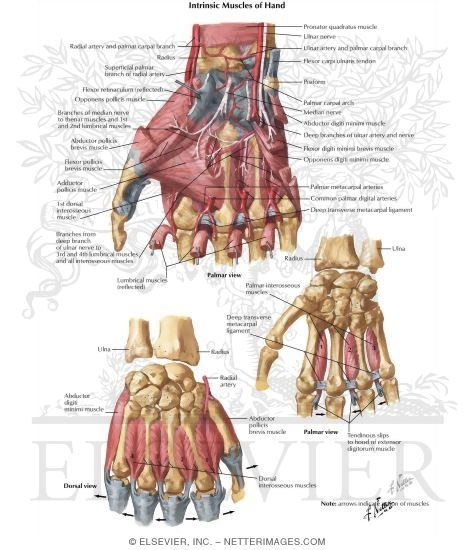 Intrinsic Muscles of the Hand