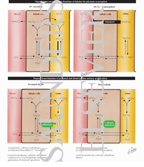 Acid-Base Regulation
