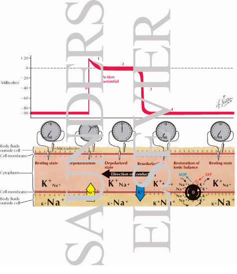 Physiology of the Specialized physiology of heart. Physiology of the Specialized