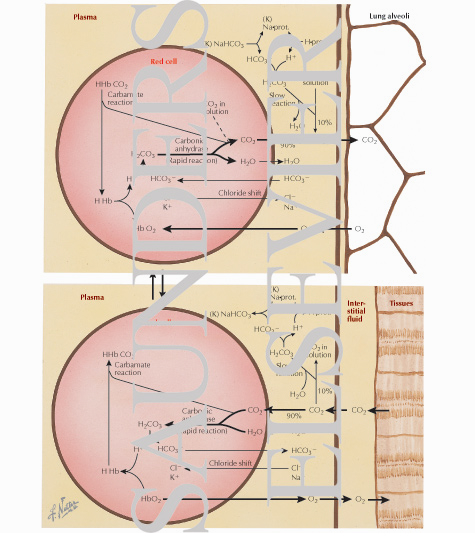 Acid-Base Regulation