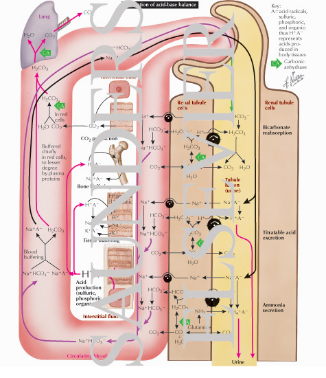  acid base