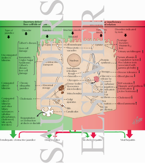 Two-Directional Disturbances of Hepatocytes In Interpretation of Liver Function Tests
