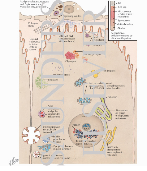 liver cells report